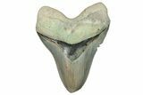 Serrated, Fossil Megalodon Tooth - Aurora, North Carolina #293091-1